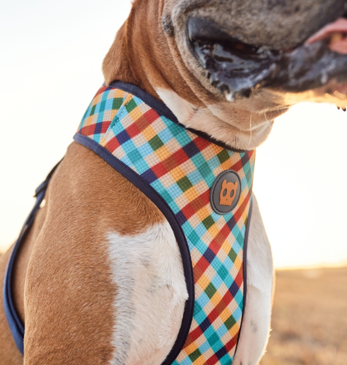 cannae-zeedog-te-ofrece-imagen1